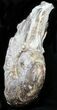 Huge Ammonite (Choffaticeras?) - Goulmima, Morocco #27365-2